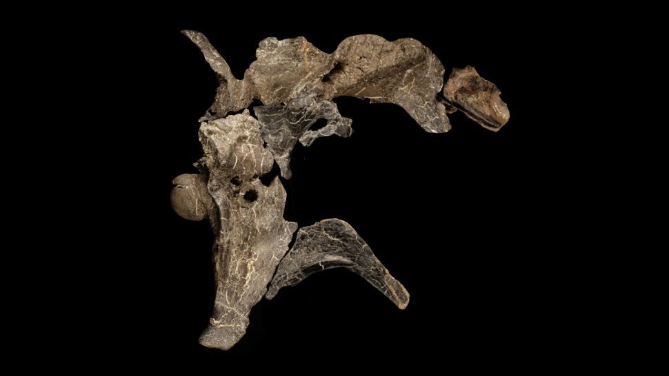 فسیل پوزه گونه جدید اسپینوسوروس