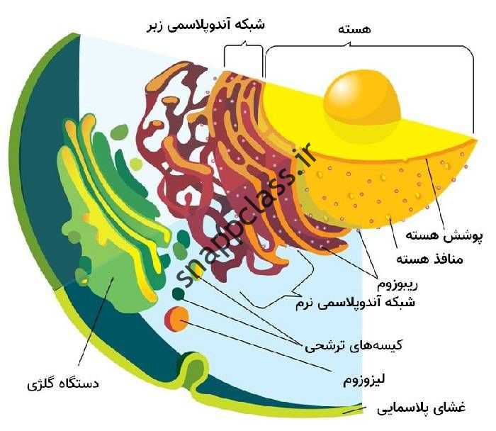 اجزای سلول یوکاریوتی 