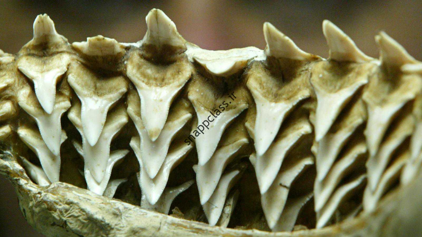 کدام گونه از کوسه ها تیزترین دندان ها را دارند؟  یک آزمایش علمی برای آن وجود دارد - کوارتز