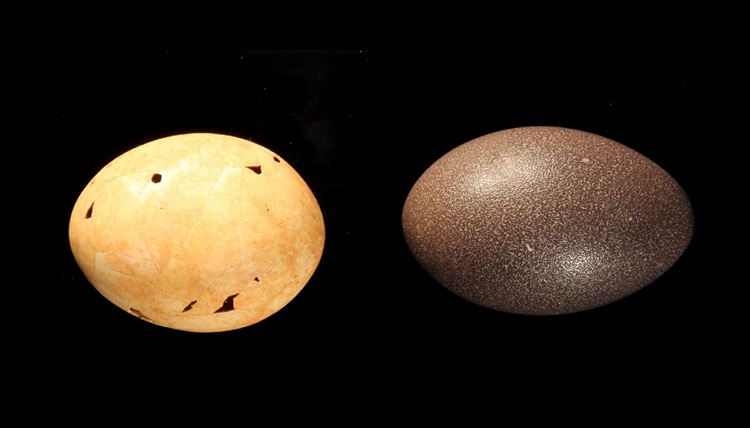 (عکس) کشف راز باستانی یک تخم مرغ غول پیکر پس از 40 سال!