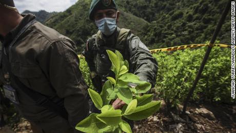 قانون اساسی کلمبیا به صراحت استفاده از مواد مخدر بدون نسخه را ممنوع کرده است.