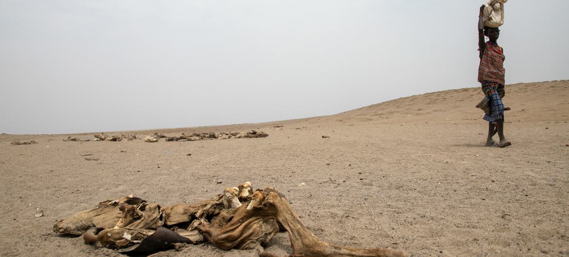 جوامع دام های خود را به دلیل خشکسالی در جنوب اومو، اتیوپی از دست می دهند.