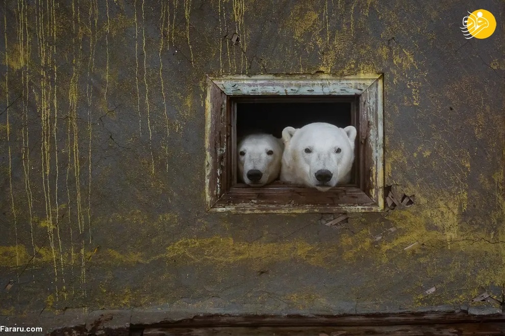 خرس‌های قطبی در ایستگاه هواشناسی متروک دوران شوروی / دیمیتری کخ