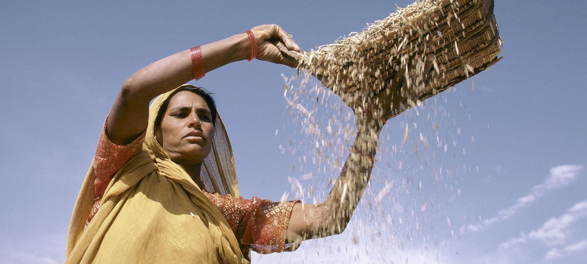 زنی در هند در حال حمل غلات (پرونده)