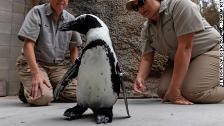 پنگوئن با کفش های ارتوپدی خاص می تواند به زیبایی تکان بخورد